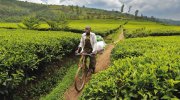 Pausa pranzo – Ruanda (photo credit Bruno Zanzottera - Parallelozero)