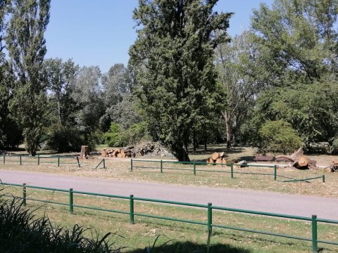 Danni subiti dal patrimonio arboreo al Parco al Po